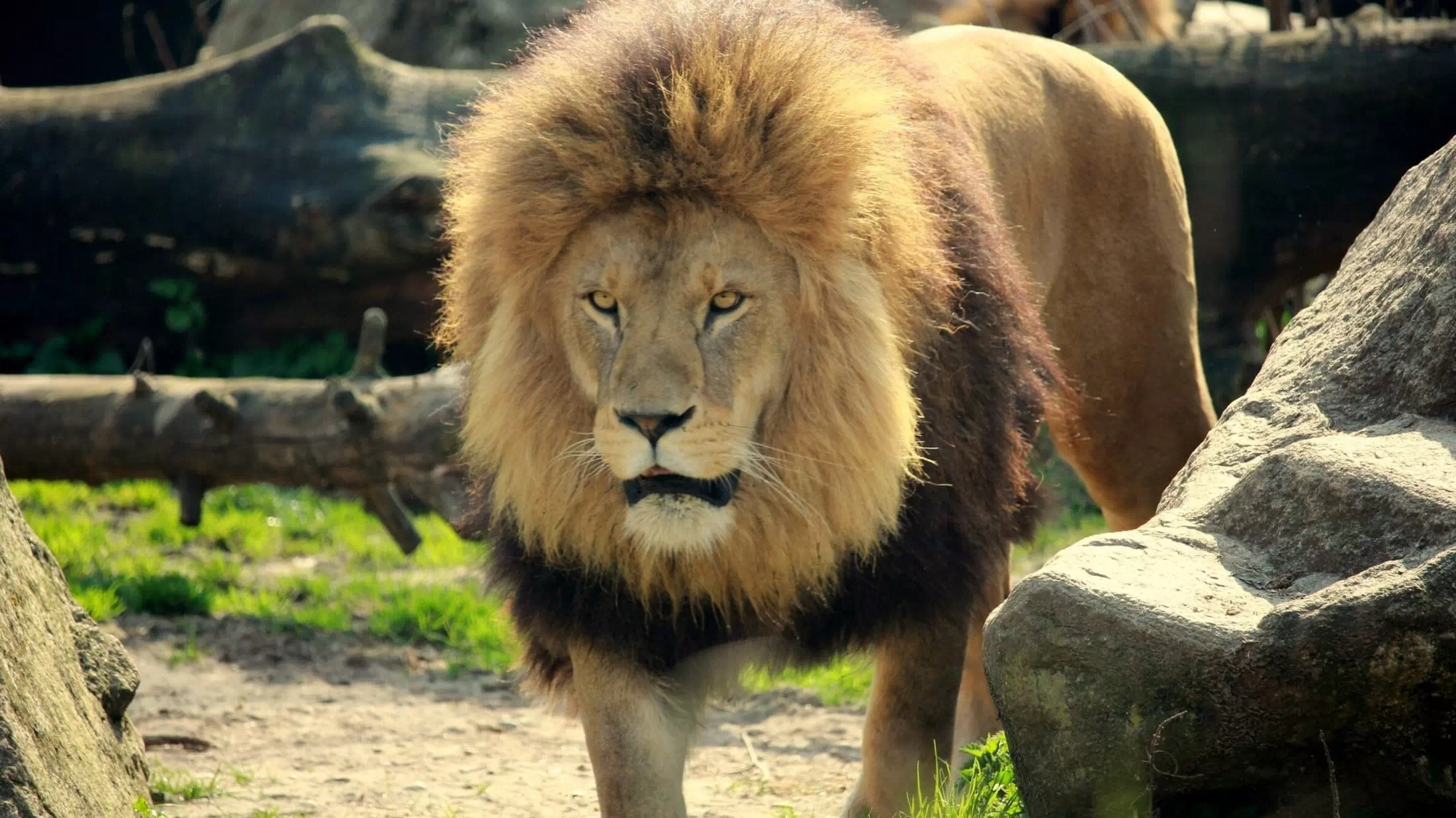Löwengehege: Tragisches Ende für Zoodarbeiter