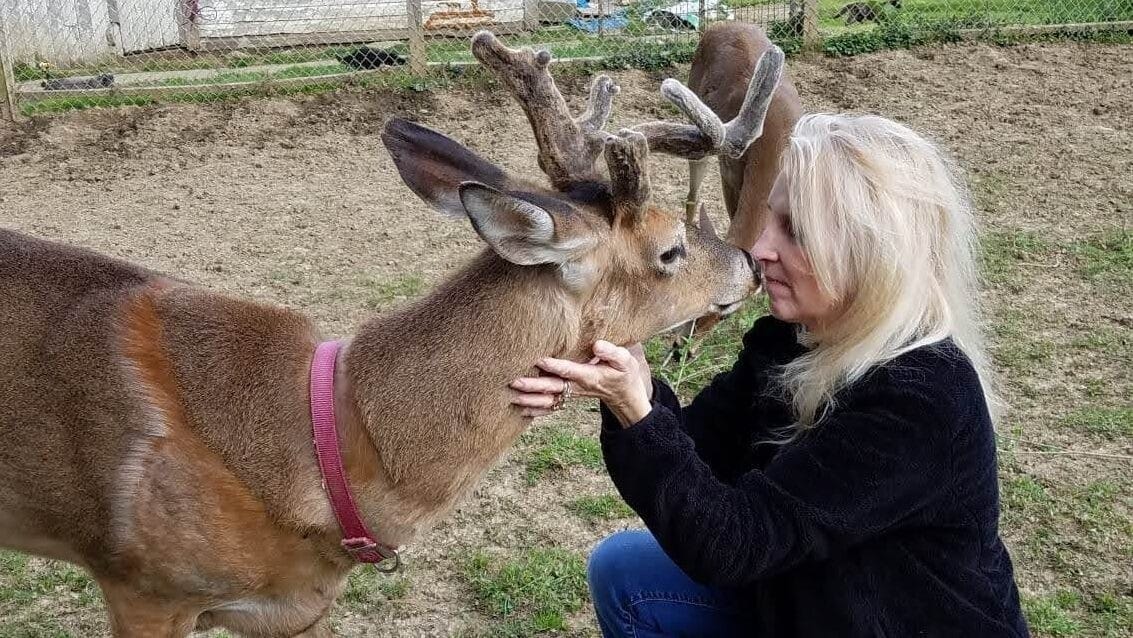 Hirsch tragisch: Tierfreundin tödlich verletzt