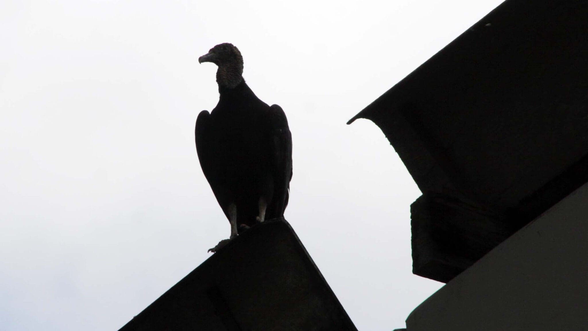 Konkurs: Barbetrieb und Fertighauslieferant betroffen