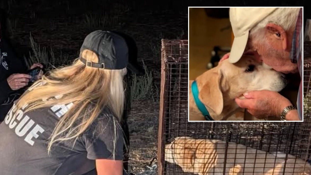 „Stinkesocken führen zu vermisster Hündin!“