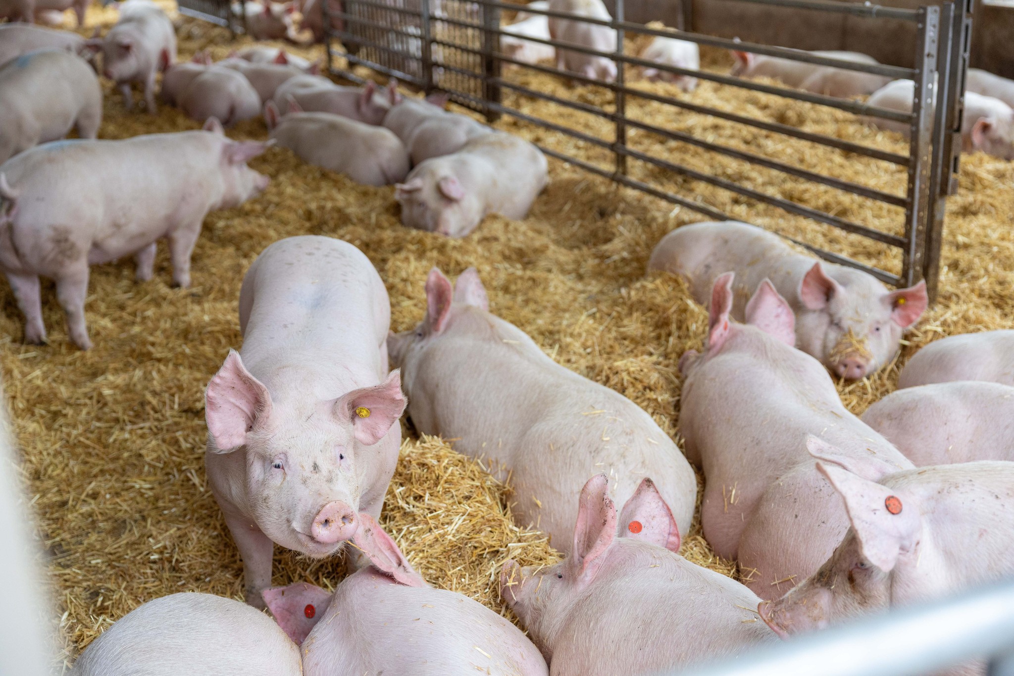 „Österreichische Schweinebauern in Alarmbereitschaft“