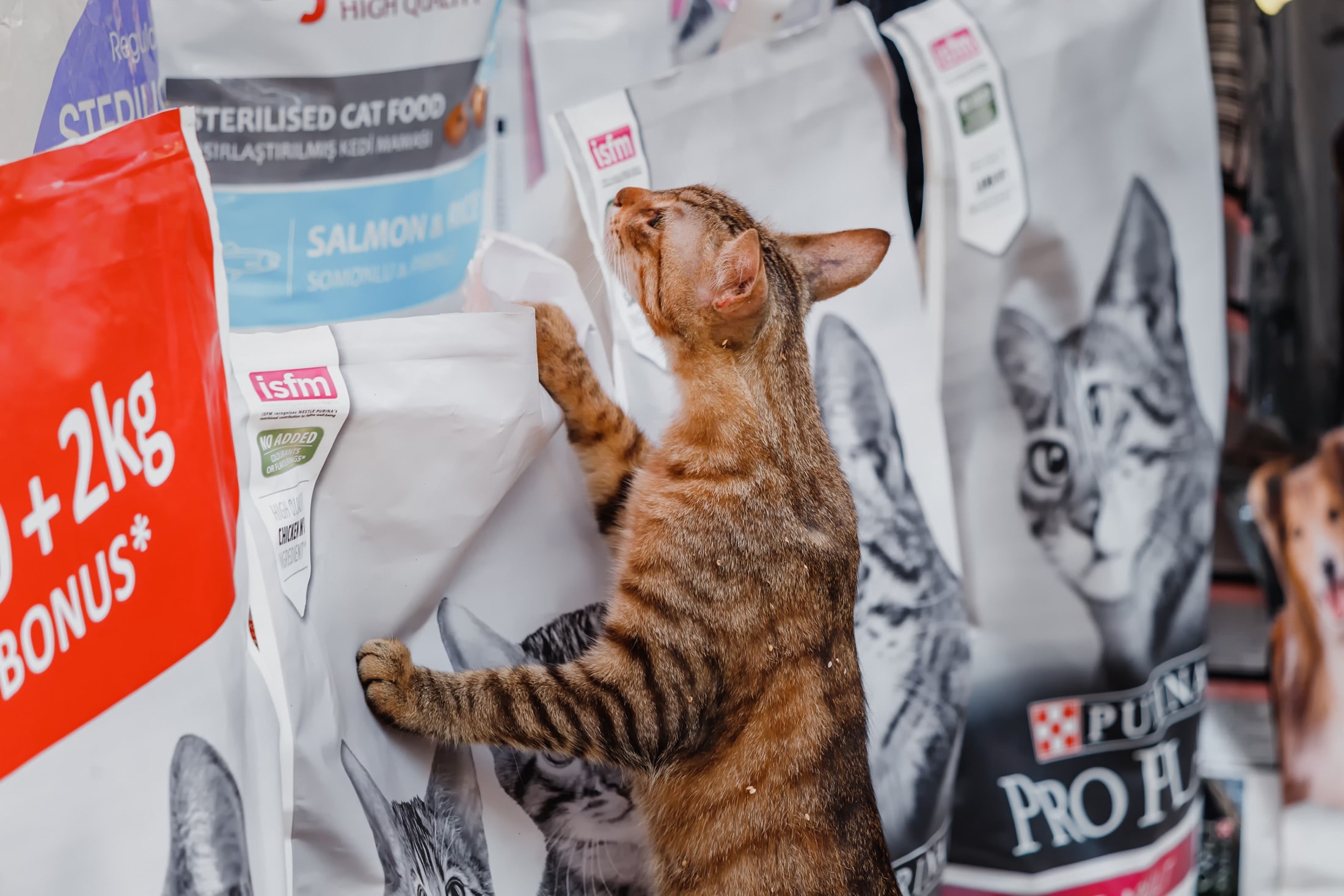 Nestlé setzt auf Katzenfutter statt Babynahrung