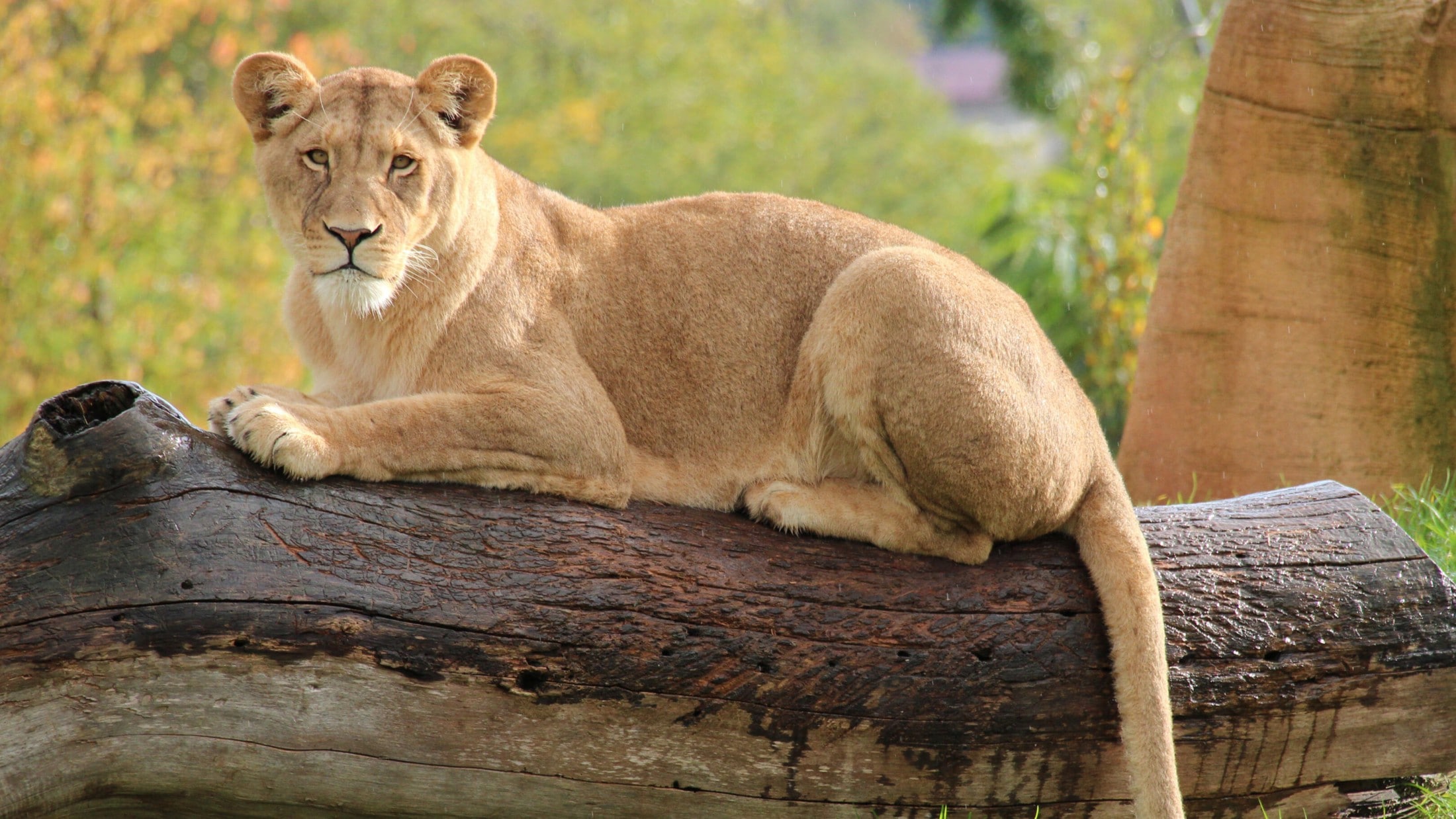 Löwenangriff im Zoo: Mann getötet!