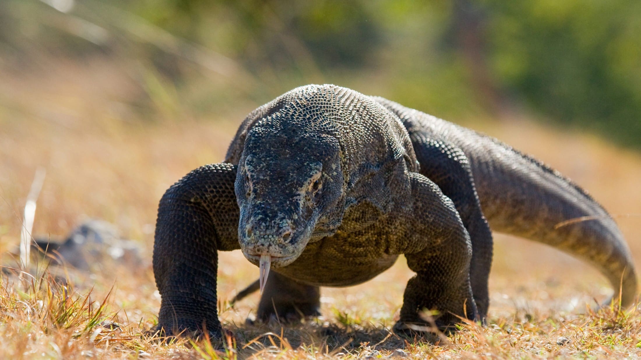 Zollamo Einnahmen: 8,4 Milliarden Euro in 2022!