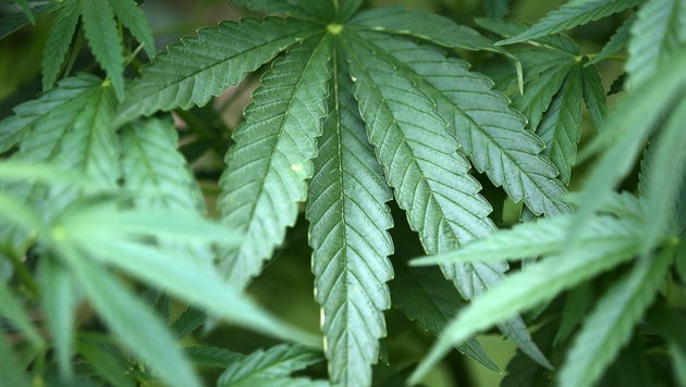 US-Regierung lockert Cannabis-Forschungsregeln