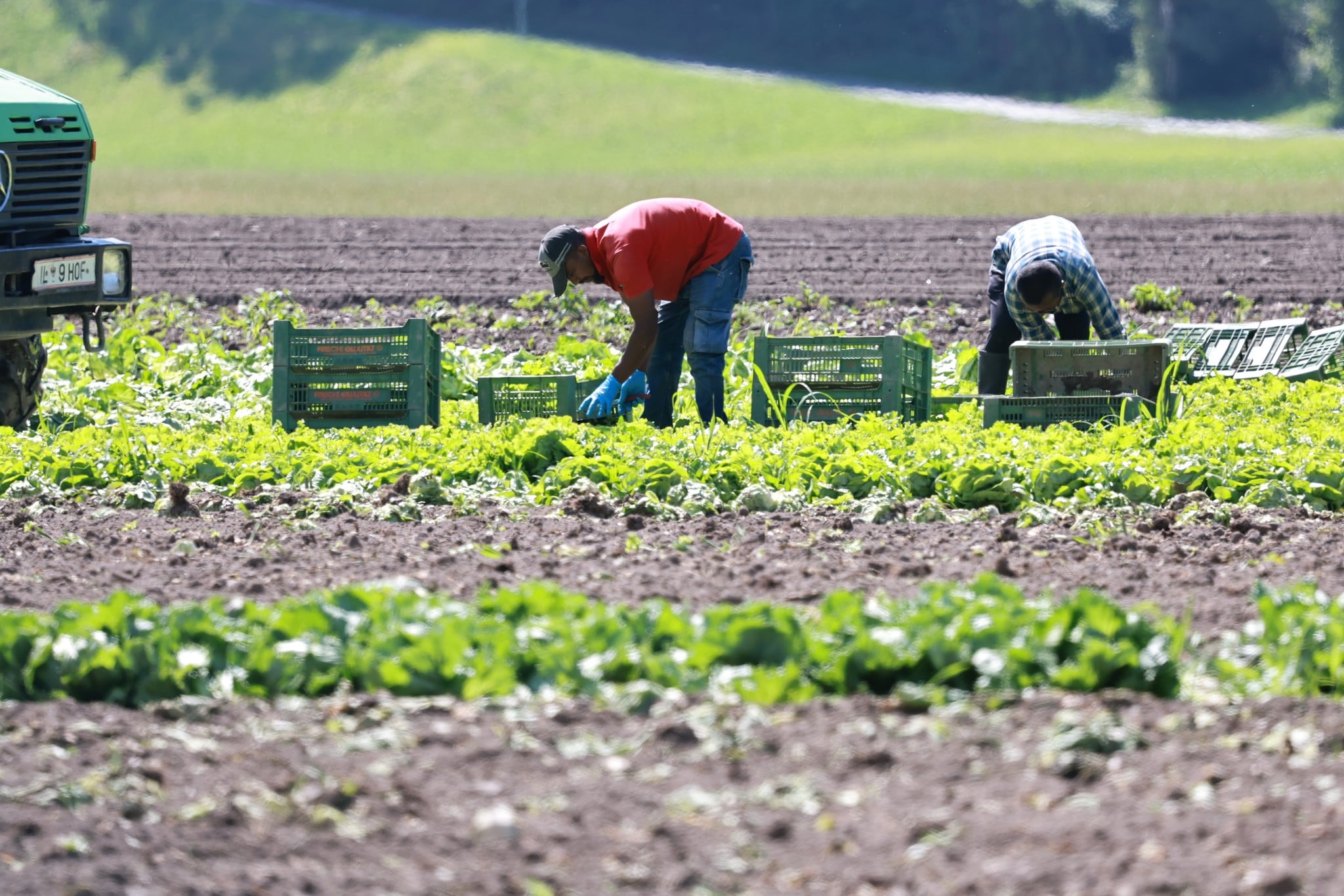 Landwirtschaftliche Einkommen steigen 2025 stark an!