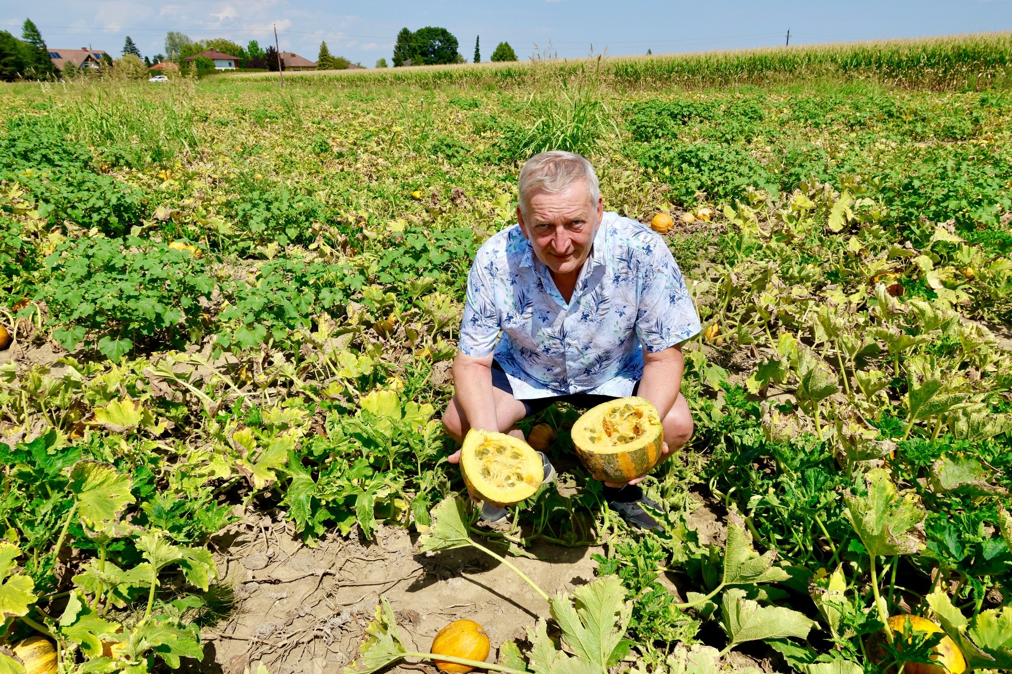 „Düstere Ernteprognose für Kürbisse und Almen“