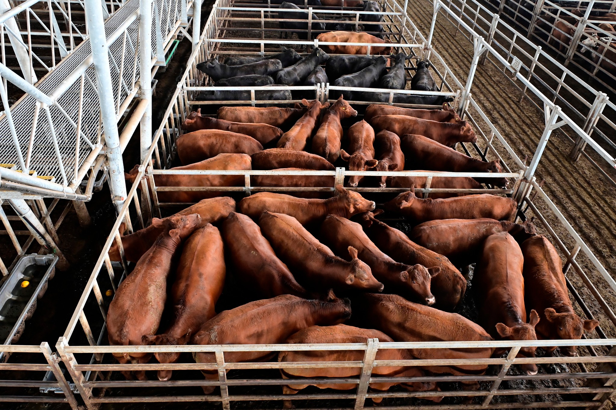 Österreich ignoriert Nationalrat: Mercosur-Abkommen beschlossen