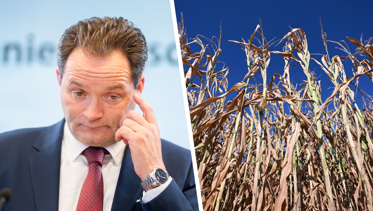 „Regierung rückt bei Dürrehilfen für Bauern näher“