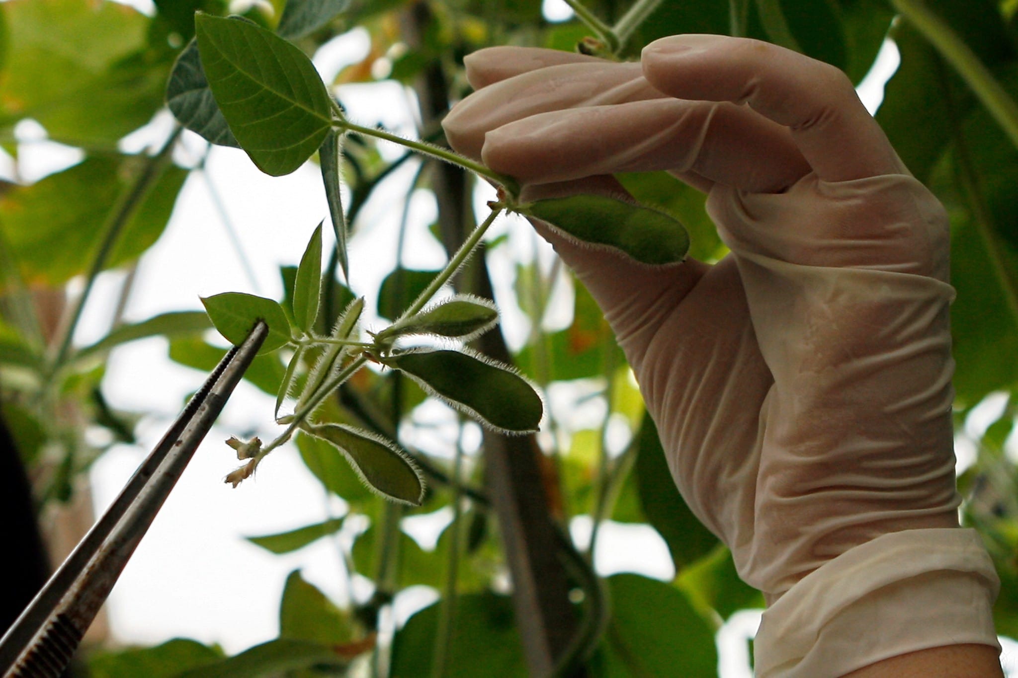 EU lockert Gentechnik-Regeln: Keine Kennzeichnung mehr!